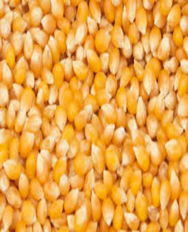 dry-ginger-exporters-in-UAE